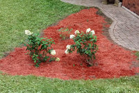 IMG_20190903_150322_cropped.jpg IMG_20190903_150322_cropped.jpg