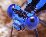 DamselFly.jpg
