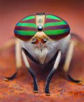 HorseFly.jpg