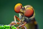RobberFly.jpg