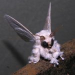 PoodleMoth.jpg