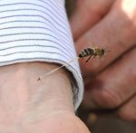 Death Sting.jpg