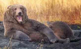 cBear.JPG cBear.JPG