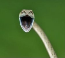 sSnake.JPG