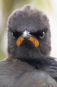 grump.JPG