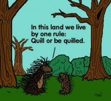 quill.JPG