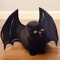 purrFecto.jpg