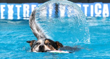 Dog Tail Waves.jpg