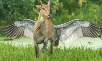 pegasus.PNG