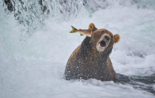 bearit.PNG