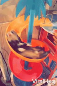 sliding-viralhog.gif