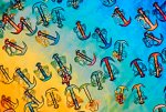 18-Synapta-skin-x-200-polarized-light.jpg