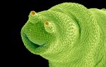 Bdelloidea - Electron Microscope.JPG