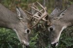 bucks.jpg