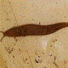 Limax