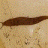 Limax